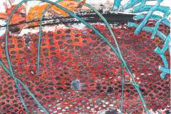 tergum-cassis_hohrein2.11